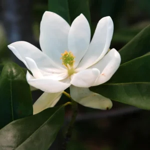 Sweetbay Magnolia Tree Live Plant – 2-3 Ft Tall, Gallon Pot, Fragrant White Flowers - Image 3