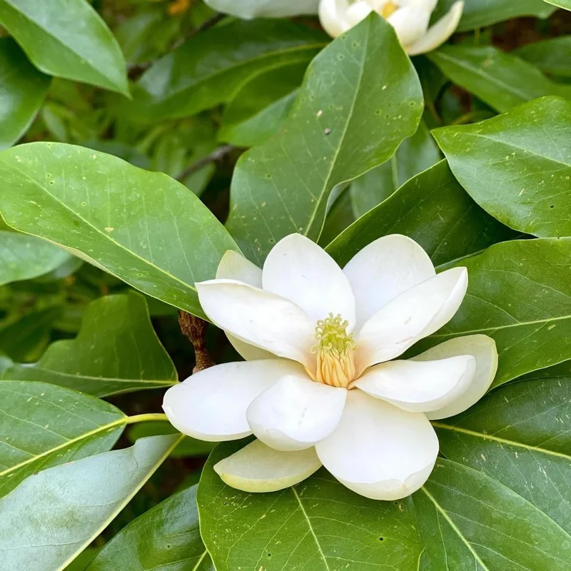 Sweetbay Magnolia Tree Live Plant, 6-12 Inch, 4 Inch Pot, Fragrant White Flowers, Outdoor - Image 2