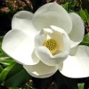 Sweetbay Magnolia Tree Live Plant, 6-12 Inch, 4 Inch Pot, Fragrant White Flowers, Outdoor - Image 1