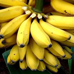 Sweetheart Banana Plant Live, Cold Hardy Banana Tree, 4-7" Tall, Indoor/Outdoor - Image 2