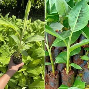 Sweetheart Banana Plant Live, Cold Hardy Banana Tree, 4-7