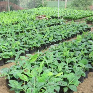 Sweetheart Banana Plant Live, Cold Hardy Banana Tree, 4-7