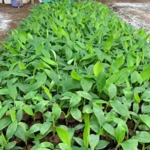 Sweetheart Banana Plant Live, Cold Hardy Banana Tree, 4-7