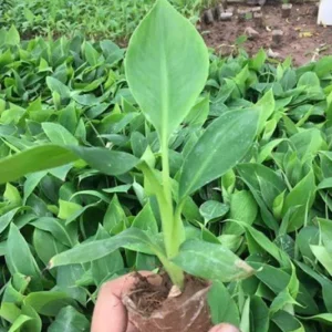 Sweetheart Banana Plant Live, Cold Hardy Banana Tree, 4-7