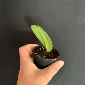 Sweetheart Hoya Kerrii Live Plant - 2