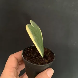 Sweetheart Hoya Kerrii Live Plant - 2