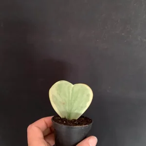 Sweetheart Hoya Kerrii Live Plant - 2