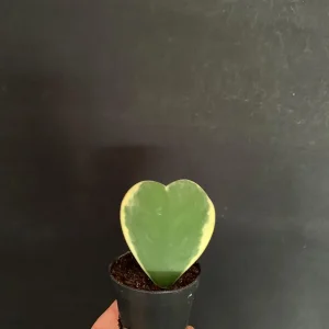 Sweetheart Hoya Kerrii Live Plant - 2