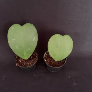 Sweetheart Hoya Kerrii Live Plant - 2