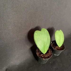 Sweetheart Hoya Kerrii Live Plant - 2