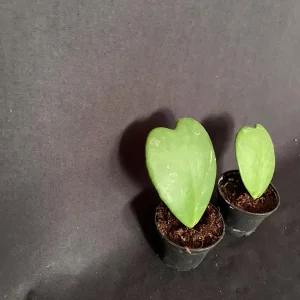 Sweetheart Hoya Kerrii Live Plant - 2