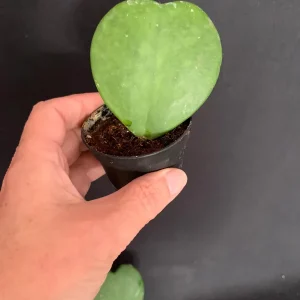 Sweetheart Hoya Kerrii Live Plant - 2