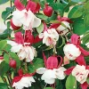 Swingtime Fuchsia Live Plant - Red & White Blooms, 5 Inch Pot, Outdoor Shrub - Image 1