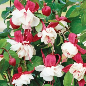 Swingtime Fuchsia Live Plant - Red & White Blooms, 5 Inch Pot, Outdoor Shrub - Image 1