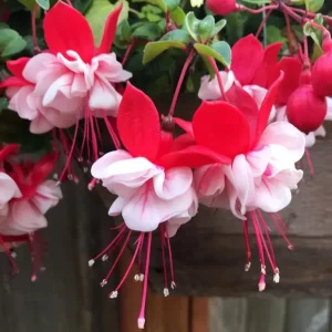 Swingtime Fuchsia Live Plant - Red & White Blooms, 5 Inch Pot, Outdoor Shrub - Image 2