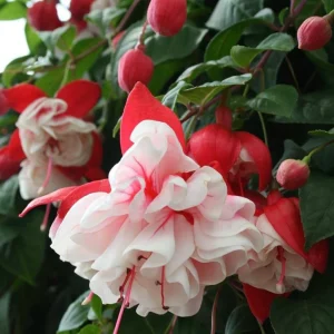 Swingtime Fuchsia Live Plant - Red & White Blooms, 5 Inch Pot, Outdoor Shrub - Image 4