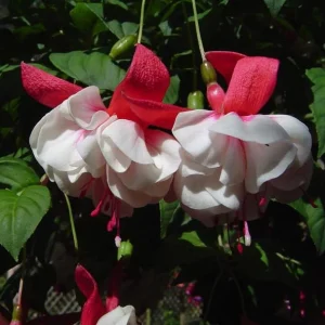 Swingtime Fuchsia Live Plant - Red & White Blooms, 5 Inch Pot, Outdoor Shrub - Image 9