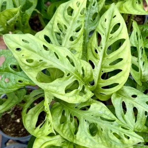 Swiss Cheese Plant Monstera Adansonii Live Houseplant - 4 inch Pot Indoor Vining Foliage - Image 3