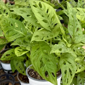 Swiss Cheese Plant Monstera Adansonii Live Houseplant - 4 inch Pot Indoor Vining Foliage - Image 4