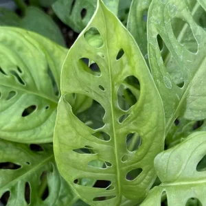 Swiss Cheese Plant Monstera Adansonii Live Houseplant - 4 inch Pot Indoor Vining Foliage - Image 5