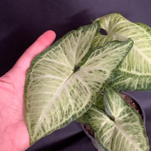 Syngonium White Butterfly Live Plant - Variegated Arrowhead Vine in 4-6 inch Pot - Image 3