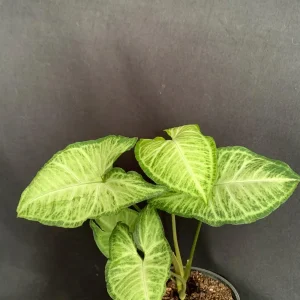Syngonium White Butterfly Live Plant - Variegated Arrowhead Vine in 4-6 inch Pot - Image 4
