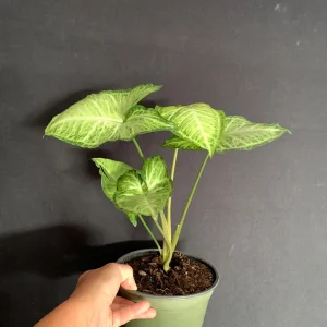 Syngonium White Butterfly Live Plant - Variegated Arrowhead Vine in 4-6 inch Pot - Image 5