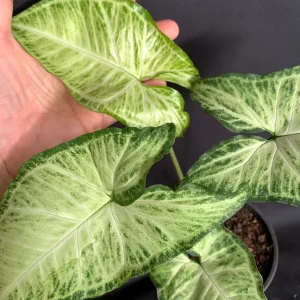 Syngonium White Butterfly Live Plant - Variegated Arrowhead Vine in 4-6 inch Pot - Image 6
