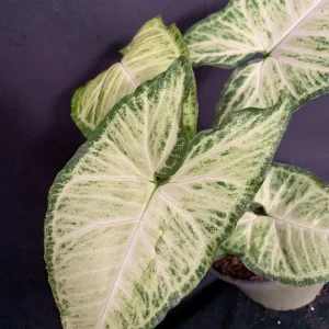 Syngonium White Butterfly Live Plant - Variegated Arrowhead Vine in 4-6 inch Pot - Image 7