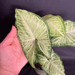 Syngonium White Butterfly Live Plant - Variegated Arrowhead Vine in 4-6 inch Pot - Image 8