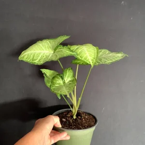 Syngonium White Butterfly Live Plant - Variegated Arrowhead Vine in 4-6 inch Pot - Image 1