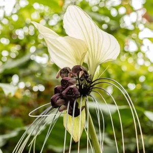 Tacca Chantrieri Live Plants - Black Orchid Bat Flower, 2-Pack, 3-6 Inches, Indoor/Outdoor - Image 1