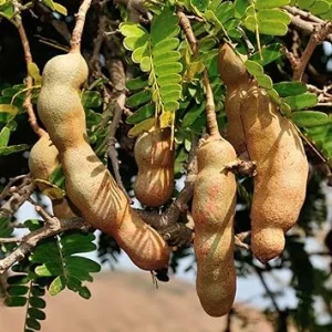 Tamarind Live Plant 3' Tall - Edible Fruit Tree, Tropical for Patio - Image 3