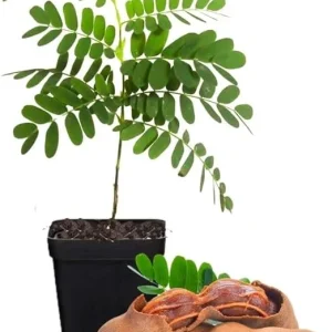 Tamarind Tree Live Plant - 4 Inch Pot - Tropical Fruit - 5+ Inches Tall - Image 6
