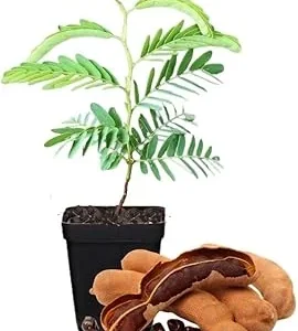Tamarind Tree Live Plant – 5-8 Inch Tall Outdoor Fruit Plant - Image 2