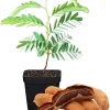 Tamarind Tree Live Plant – 5-8 Inch Tall Outdoor Fruit Plant - Image 1