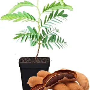 Tamarind Tree Live Plant – 5-8 Inch Tall Outdoor Fruit Plant - Image 1