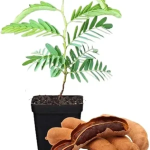 Tamarind Tree Live Plant – 5-8 Inch Tall Outdoor Fruit Plant - Image 5