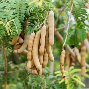 Tamarind Tree Live Plant - 6-8 Inch Tall Tropical Fruit Tree Perennial - Image 3
