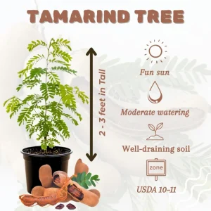 Tamarind Tree Plant Live, Tamarind Fruit Perennial Tropical Plants, Live Fruit Tree, 3 Feet Tall in 3 Gallon for Outdoor Gardening - Image 2