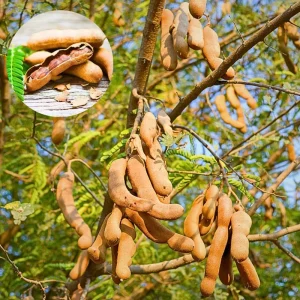 Tamarind Tree Plant Live, Tamarind Fruit Perennial Tropical Plants, Live Fruit Tree, 3 Feet Tall in 3 Gallon for Outdoor Gardening - Image 1