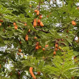 Tamarind Tree Plant Live, Tamarind Fruit Perennial Tropical Plants, Live Fruit Tree, 3 Feet Tall in 3 Gallon for Outdoor Gardening - Image 4