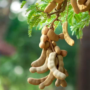 Tamarind Tree Plant Live, Tamarind Fruit Perennial Tropical Plants, Live Fruit Tree, 3 Feet Tall in 3 Gallon for Outdoor Gardening - Image 5