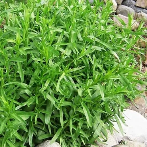 Tarragon Live Plant - 2 Pack, 5-9 Inch Tall Herb for Culinary Gardens - Image 2