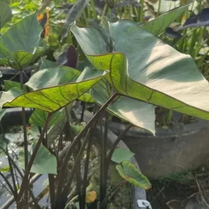 Tea Cup Colocasia Live Plant - Rare Elephant Ear Taro, 5-9