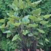 Tea Cup Colocasia Live Plant - Rare Elephant Ear Taro, 5-9" Tall, Indoor/Outdoor - Image 1