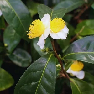 Tea Plant Camellia Sinensis Live Plants - Set of 2, Well-Rooted, Full Sun - Image 3