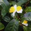 Tea Plant Camellia Sinensis Live Plants - Set of 2, Well-Rooted, Full Sun - Image 1