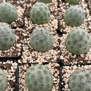 Tephrocactus Geometricus Live Plant – Rare Cactus – 2.5" to 4" Pot - Image 2