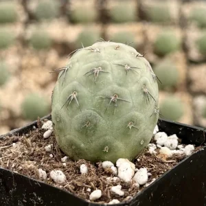 Tephrocactus Geometricus Live Plant – Rare Cactus – 2.5